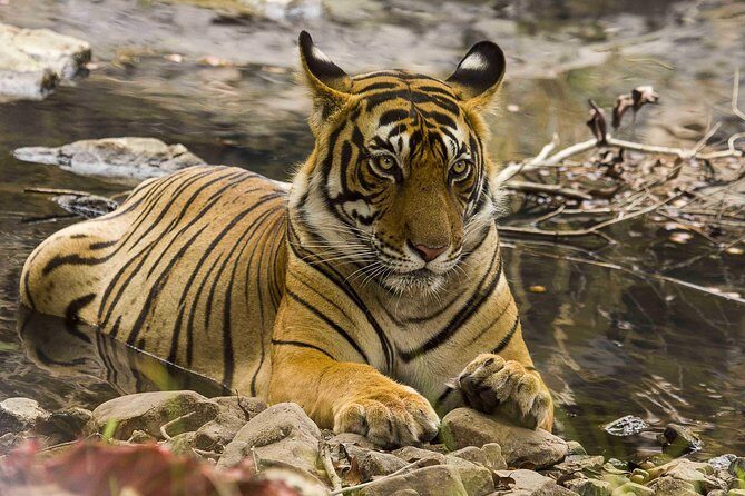 03 Days Private Wildlife Ranthambore Tiger Tour from Jaipur - What to Expect During Your Safaris