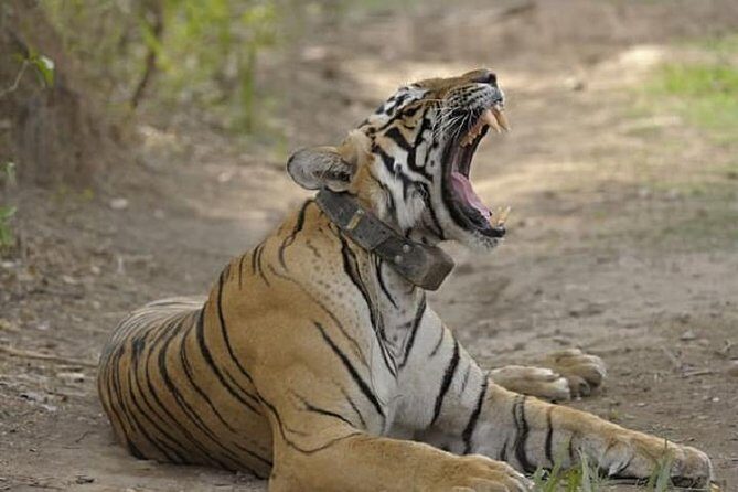 04 Days Ranthambore Tiger Tour With Agra & Jaipur By Car From Delhi - Who Is This Tour Best For?