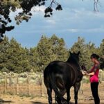 1.5 Hours Private Meditations with the Horses in Oregon - What to Expect from the Meditation with Mustangs Experience