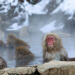 1-Day Private Snow Monkey ZenkoJi Temple & SakeTasting NaganoTour - FAQ