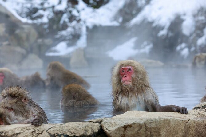 1-Day Private Snow Monkey ZenkoJi Temple & SakeTasting NaganoTour - FAQ