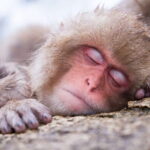 1-Day Snow Monkeys & Zenko-ji Tomyo Lantern Festival Tour - Practical Details and What to Expect
