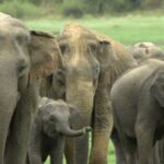 1 Day tour to Yala National Park or Udawalawe National Park - A Deep Dive into the Tour Experience
