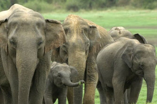 1 Day tour to Yala National Park or Udawalawe National Park - A Deep Dive into the Tour Experience