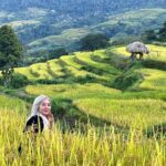1 Day Trekking Tour in Ha Giang with Local Experts - FAQs