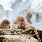 1-Day Winter Tour From Nozawa Onsen: Snow Monkeys, Zenko-ji Temple & Sake - Practical Details & Value