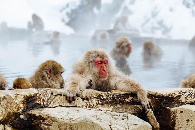 1-Day Winter Tour From Nozawa Onsen: Snow Monkeys, Zenko-ji Temple & Sake - Practical Details & Value