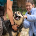 1 Hour Fall Sled Dog Experience in Two Rivers - What Sets This Tour Apart