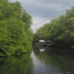 1 Hour Mangrove Tour From Lembongan with Kayak, Paddle, or Boat - Authenticity and Educational Aspects