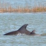 1 Hour Private Dolphin Tour Hilton Head Island - The Experience of the Guides