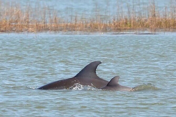 1 Hour Private Dolphin Tour Hilton Head Island - The Experience of the Guides