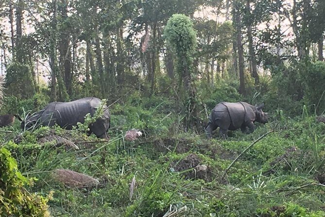 1 Night 2 Days Chitwan Jungle Safari Tour from Kathmandu - What’s Included and What’s Not
