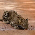 10 Days Beach Round Tour to ARUGAM BAY - Why This Tour Offers Great Value
