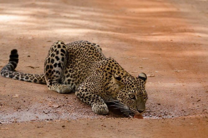 10 Days Beach Round Tour to ARUGAM BAY - Why This Tour Offers Great Value