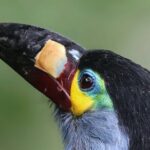 10 Days Birding Photo tour from Andes to Amazon of Ecuador - Days 5-6: Highland to Amazon Transitions