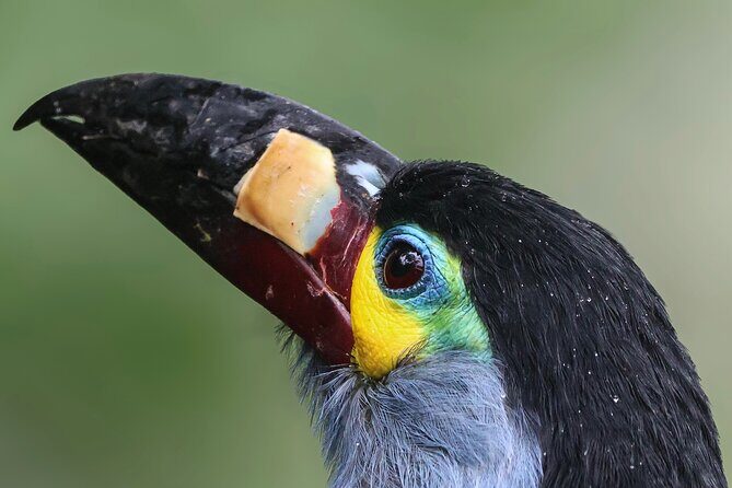 10 Days Birding Photo tour from Andes to Amazon of Ecuador - Days 5-6: Highland to Amazon Transitions
