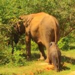 12 Day Explore Sri Lanka - Practicalities and Considerations