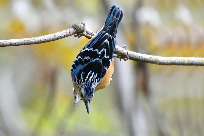 15-Day Bird Watching and Cultural Tour in Bhutan - A Closer Look at the Itinerary