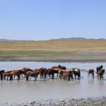 2 day Central Mongolia - Who Is This Tour Best For?