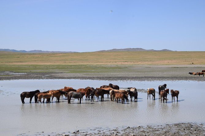 2 day Central Mongolia - Who Is This Tour Best For?