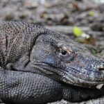 2-Day Komodo National Park and Rinca Island Wildlife Adventure from Bali - Authentic Encounters and Guided Expertise