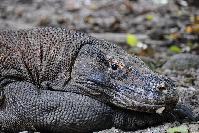 2-Day Komodo National Park and Rinca Island Wildlife Adventure from Bali - Authentic Encounters and Guided Expertise