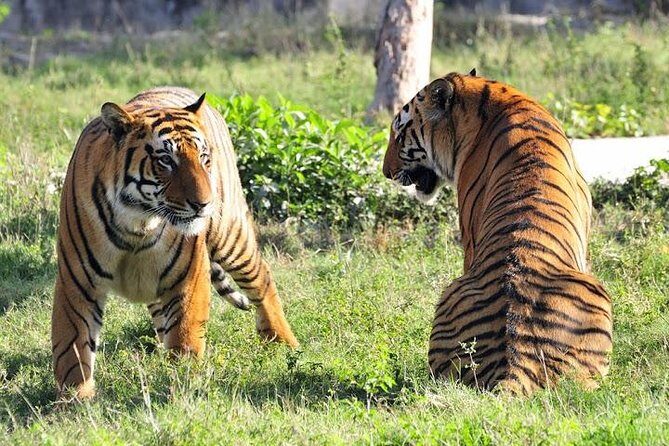 2-Day Private Tour to Ranthambhore Tiger Safari Tour from Jaipur - Analyzing the Value