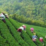 2-Day Unlimited Private Trip to Suzhou and Hangzhou by Bullet Train from Shanghai - The Logistics and Value