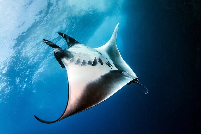 2 Days & 1 Night - 2 Dives in Lembongan/Penida (for certified divers) - What Makes This Tour Stand Out?
