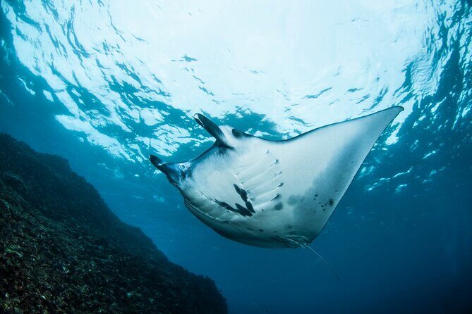 2 Days/1N Trip - Snorkeling with Manta Rays in Lembongan/Penida (all included) - The Sum Up