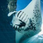 2 Days Discover Scuba Diving in Nusa Lembongan - Scuba Initiation - The Guides and the Small Group Experience
