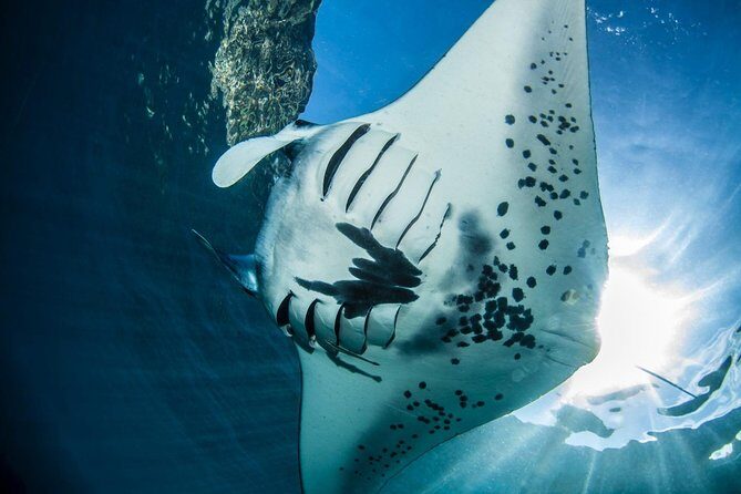 2 Days Discover Scuba Diving in Nusa Lembongan - Scuba Initiation - The Guides and the Small Group Experience