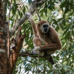 2 Days Ethical Jungle Trek in Sumatra - The Itinerary Breakdown