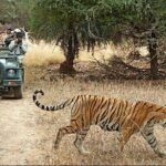 2-Days Private Ranthambhore Tiger Tour from Jaipur - What Makes This Tour Stand Out?
