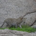 2 Days Safari Tour in Jawai and Jodphur - Who Will Love This Tour?