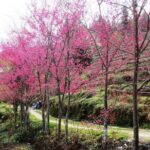 2 Days Sapa Trekking In Cat Cat And Ta Van Village From Hanoi - Authentic Experiences and A Few Drawbacks