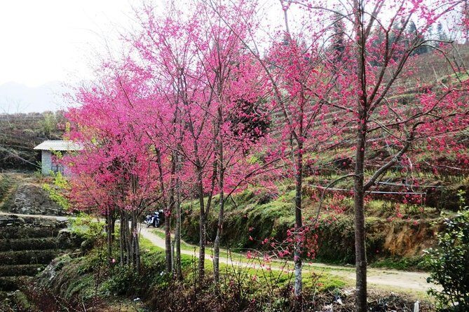 2 Days Sapa Trekking In Cat Cat And Ta Van Village From Hanoi - Authentic Experiences and A Few Drawbacks