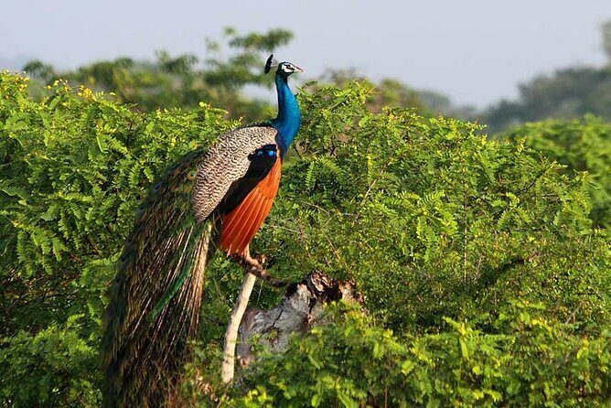 2 Days Tour of Double Safari (Yala & Udawalawe) - All Inclusive - Value Considerations