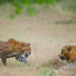 2 Days Tour To Bentota Galle & Yala From Colombo - Authentic Insights from Reviewers