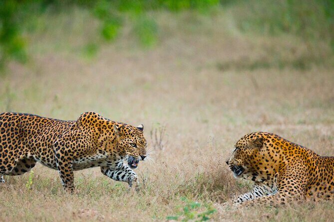 2 Days Tour To Bentota Galle & Yala From Colombo - Authentic Insights from Reviewers