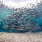 (2 Dives) Discover Scuba Diving Kota Kinabalu - How the Day Unfolds