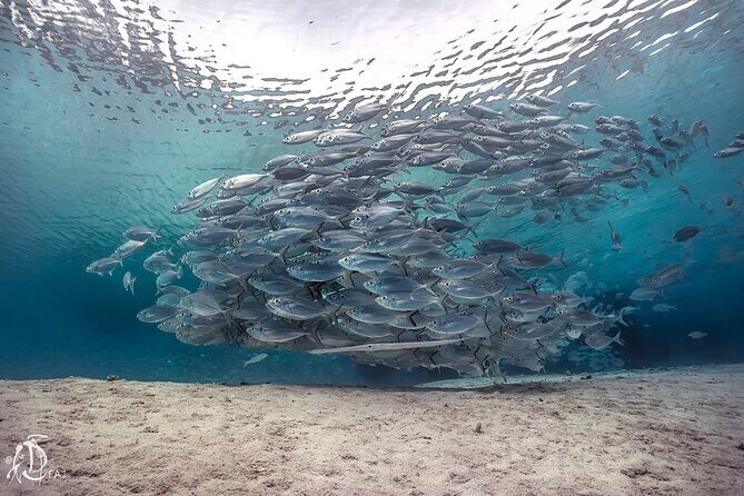 (2 Dives) Discover Scuba Diving Kota Kinabalu - How the Day Unfolds