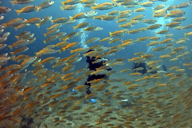 2 Fun Divers for Certified Divers in Thailand - What Makes This Tour Stand Out
