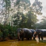 2-Hour Guided Eco-Tour & Transfer to Khaolak Elephant Sanctuary - Key Points