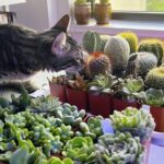 2-Hour Terrarium Making Experience with Cats in New York - The Rich Details: Breaking Down the Experience
