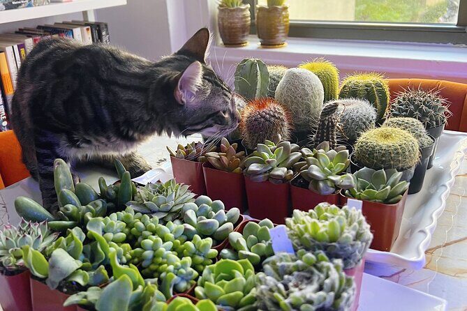 2-Hour Terrarium Making Experience with Cats in New York - The Rich Details: Breaking Down the Experience