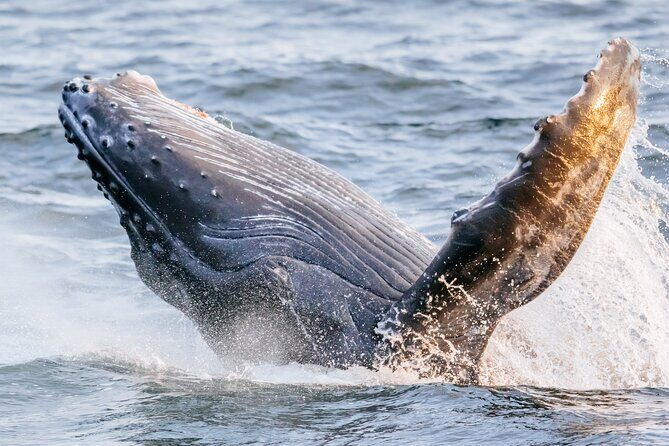 2 Hour Waikiki Whale Watching Cruise from Oahu - The Value of the Experience