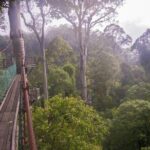 2-Night Danum Valley Borneo Rainforest Lodge Hiking and Wildlife Adventure - An In-Depth Look at the Danum Valley Tour