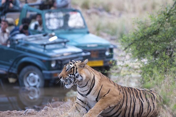 2-Night Private Ranthambore National Park and Wildlife Tour from Delhi - What’s In and Out of the Package