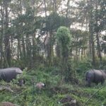 2 Nights 3 Days Chitwan Wildlife Jungle Safari Package Tour - A Closer Look at the Experience: What Travelers Say